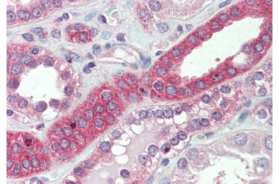 Immunohistochemistry - Anti-MYO1H Antibody (A85130) - Antibodies.com