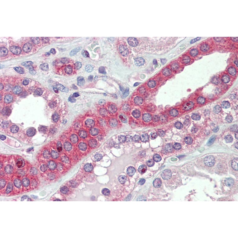 Immunohistochemistry - Anti-MYO1H Antibody (A85130) - Antibodies.com
