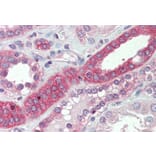 Immunohistochemistry - Anti-MYO1H Antibody (A85130) - Antibodies.com