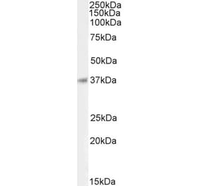 Western Blot - Anti-BHLHB5 Antibody (A85131) - Antibodies.com
