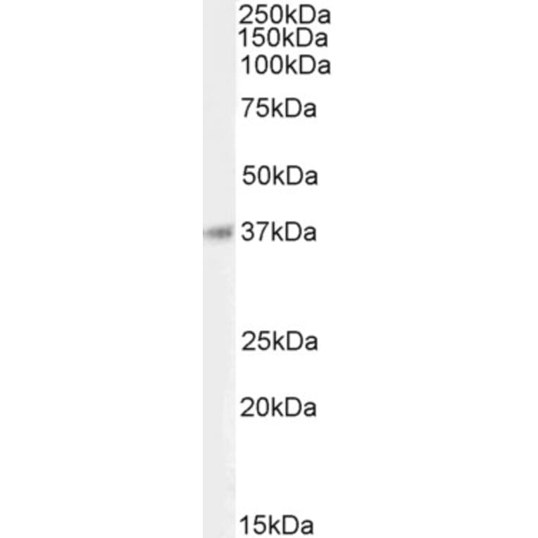 Western Blot - Anti-BHLHB5 Antibody (A85131) - Antibodies.com