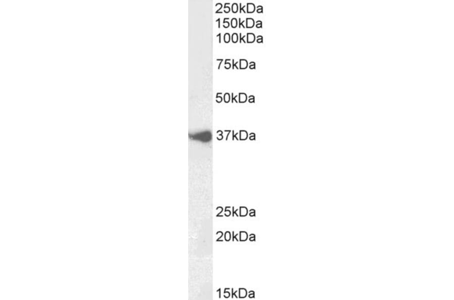 Western Blot - Anti-BHLHB5 Antibody (A85132) - Antibodies.com