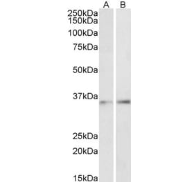 Western Blot - Anti-CEBPB Antibody (A85133) - Antibodies.com