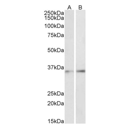 Western Blot - Anti-CEBPB Antibody (A85133) - Antibodies.com