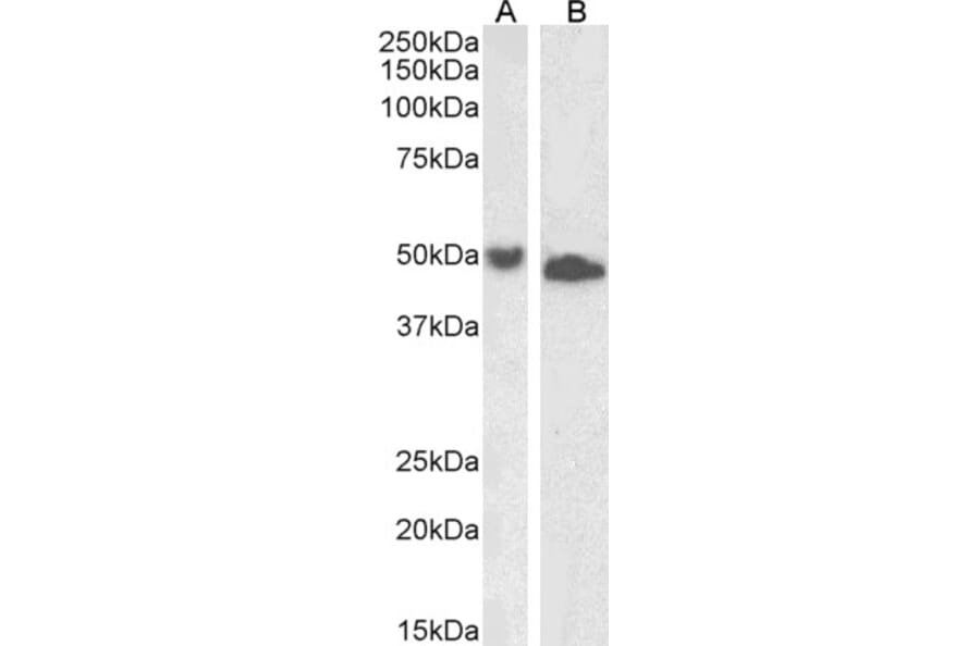 Western Blot - Anti-DPF2/REQ Antibody (A85135) - Antibodies.com