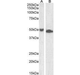 Western Blot - Anti-DPF2 Antibody (A85135) - Antibodies.com