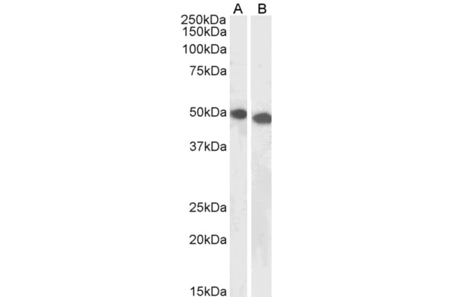 Western Blot - Anti-DPF2/REQ Antibody (A85136) - Antibodies.com