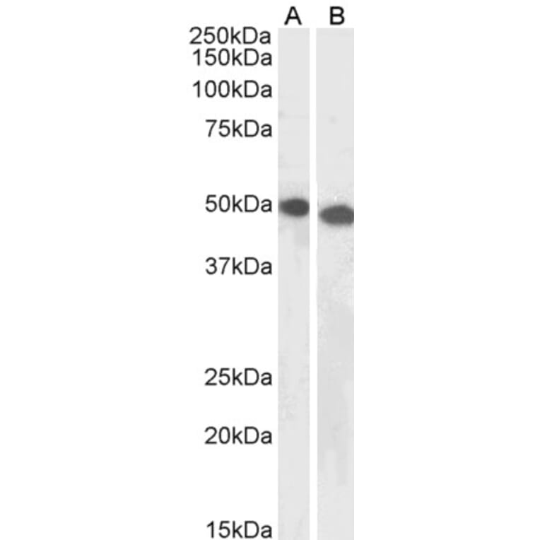 Western Blot - Anti-DPF2/REQ Antibody (A85136) - Antibodies.com