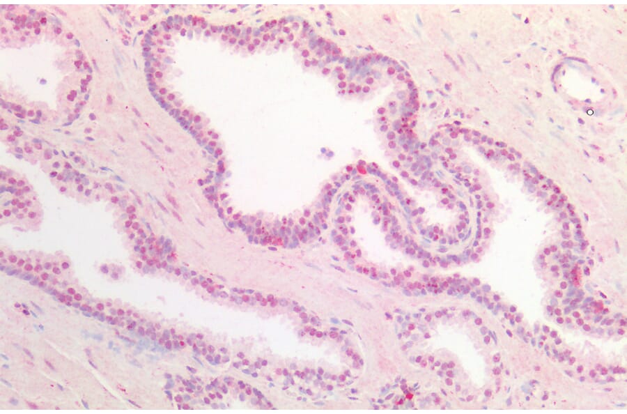 Immunohistochemistry - Anti-DPF2/REQ Antibody (A85136) - Antibodies.com