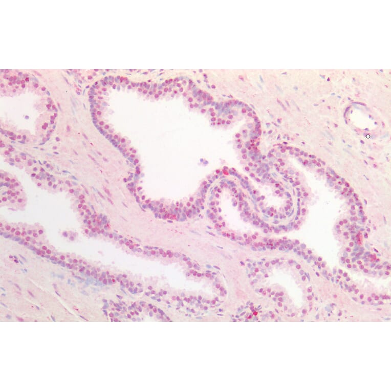 Immunohistochemistry - Anti-DPF2/REQ Antibody (A85136) - Antibodies.com