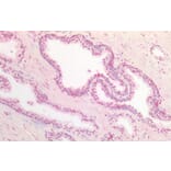 Immunohistochemistry - Anti-DPF2/REQ Antibody (A85136) - Antibodies.com