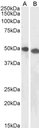 Anti-DPF2 Antibody (A85136) (1µg/ml) staining of Jurkat (A) and K562 (B) lysates (35µg protein in RIPA buffer). Primary incubation was 1 hour. Detected by chemiluminescence.