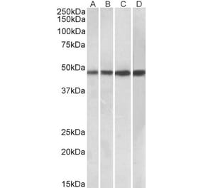 Western Blot - Anti-BEND5 Antibody (A85138) - Antibodies.com