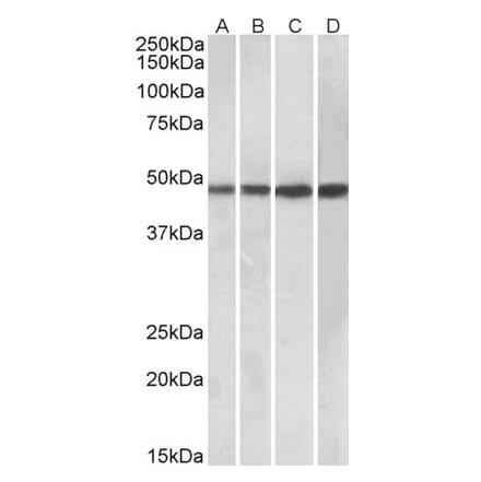 Western Blot - Anti-BEND5 Antibody (A85138) - Antibodies.com