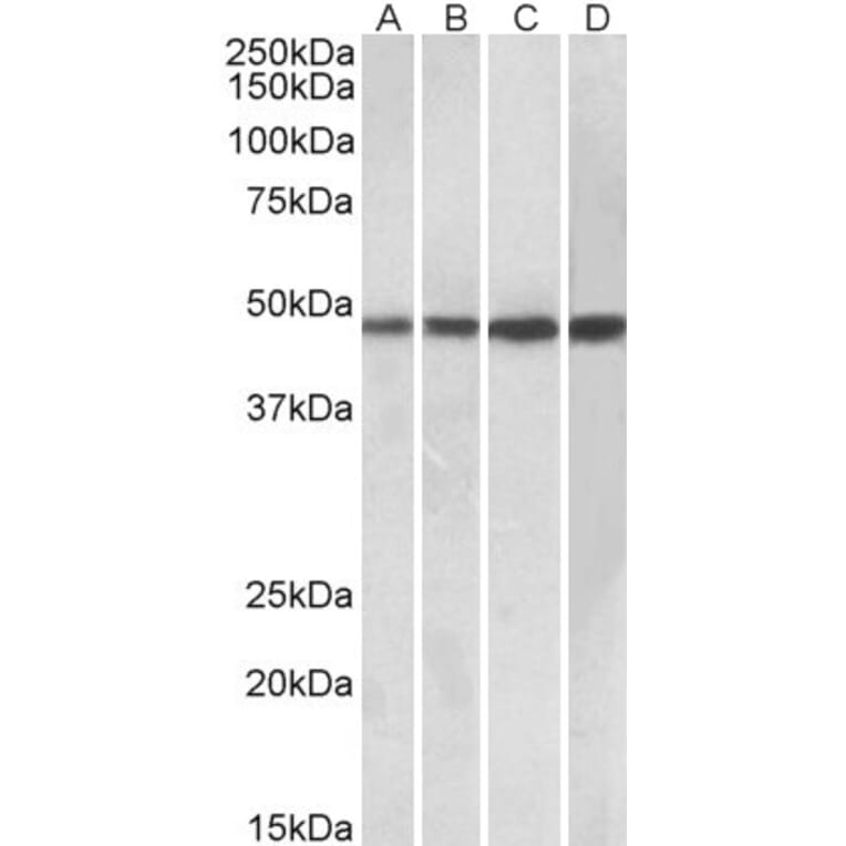 Western Blot - Anti-BEND5 Antibody (A85138) - Antibodies.com