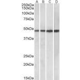 Western Blot - Anti-BEND5 Antibody (A85138) - Antibodies.com