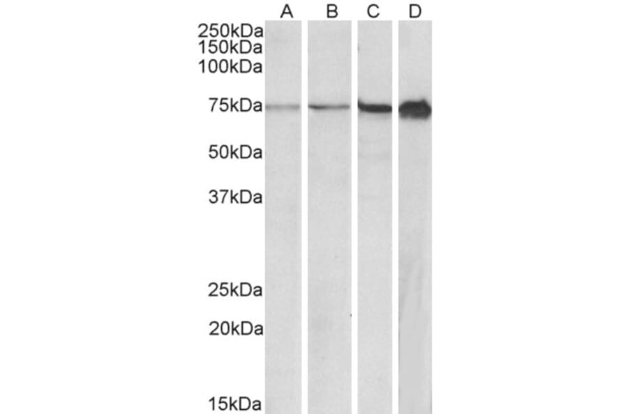 Western Blot - Anti-RPA70 Antibody (A85140) - Antibodies.com