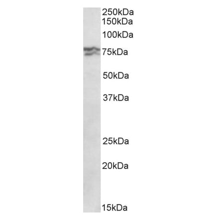 Western Blot - Anti-RPA1 Antibody (A85140) - Antibodies.com