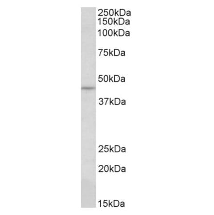 Western Blot - Anti-CREB3 Antibody (A85142) - Antibodies.com