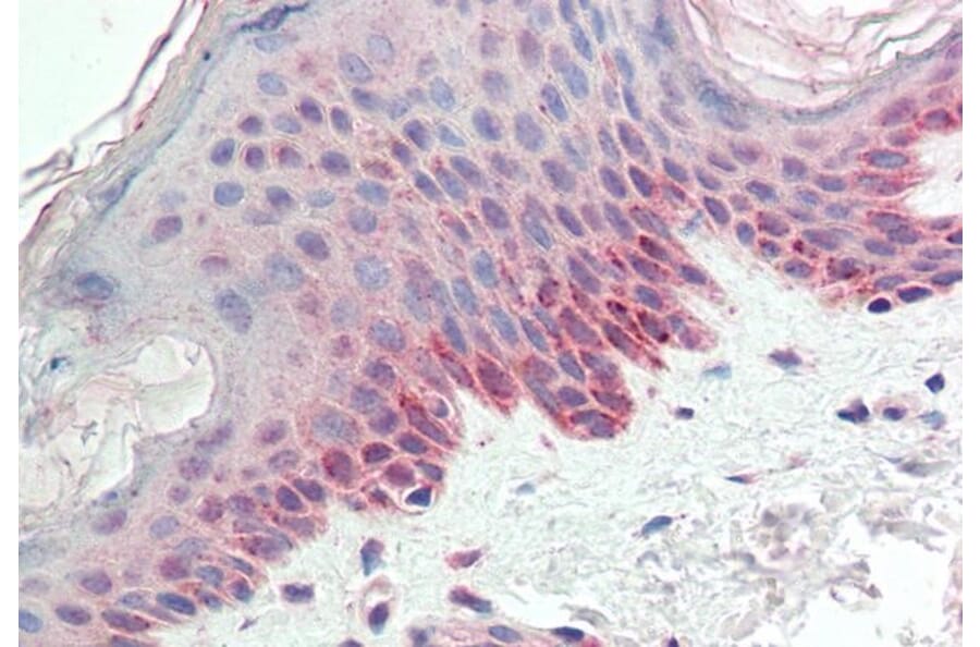 Immunohistochemistry - Anti-CREB3 Antibody (A85142) - Antibodies.com