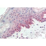 Immunohistochemistry - Anti-CREB3 Antibody (A85142) - Antibodies.com