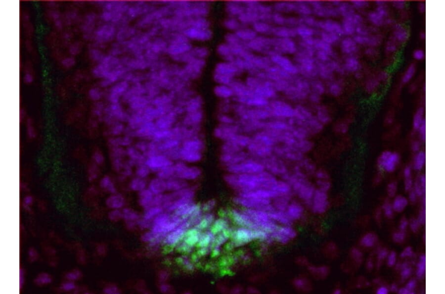 Immunohistochemistry - Anti-FERDL3 Antibody (A85144) - Antibodies.com