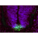 Immunohistochemistry - Anti-FERDL3 Antibody (A85144) - Antibodies.com