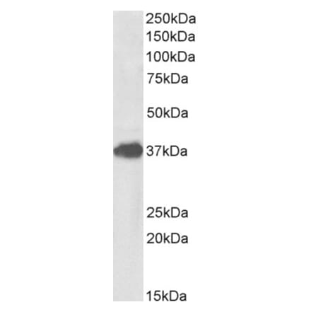 Western Blot - Anti-FOXF1 Antibody (A85145) - Antibodies.com