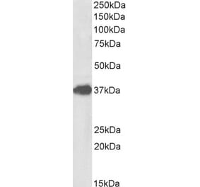 Western Blot - Anti-FOXF1 Antibody (A85145) - Antibodies.com