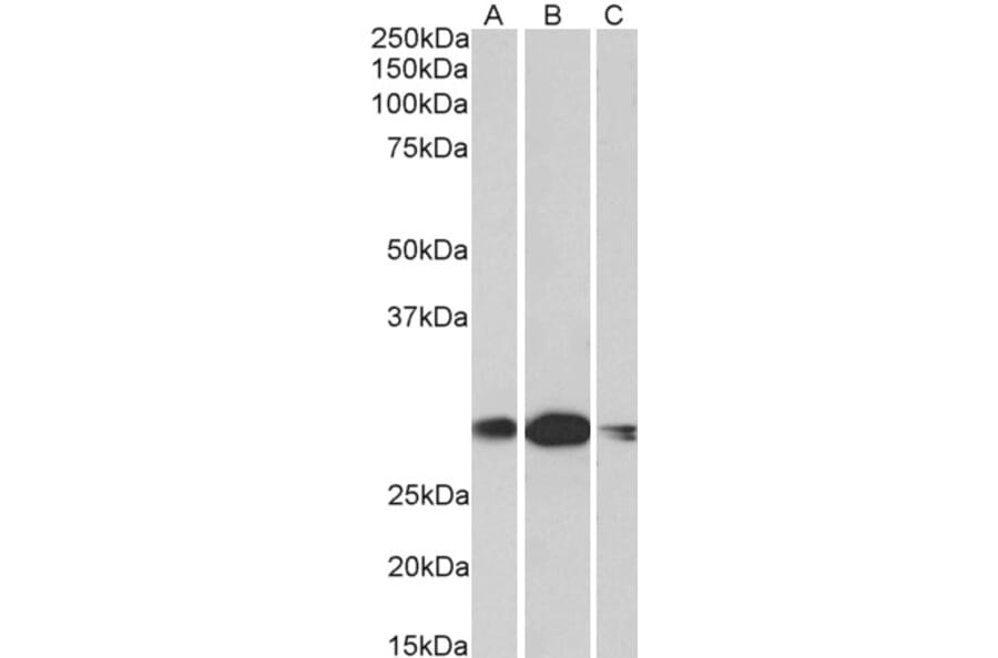 Western Blot - Anti-HOXA5 Antibody (A85146) - Antibodies.com
