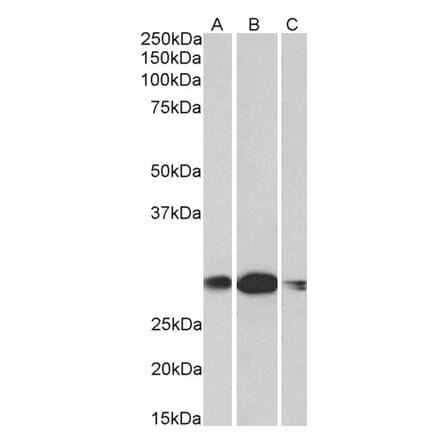 Western Blot - Anti-HOXA5 Antibody (A85146) - Antibodies.com