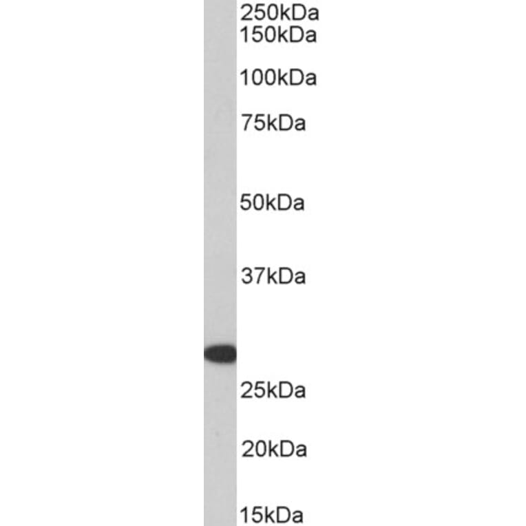 Western Blot - Anti-HOXA5 Antibody (A85146) - Antibodies.com