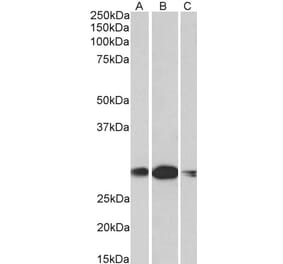 Western Blot - Anti-HOXA5 Antibody (A85146) - Antibodies.com
