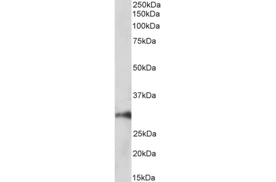 Western Blot - Anti-HOXA5 Antibody (A85147) - Antibodies.com