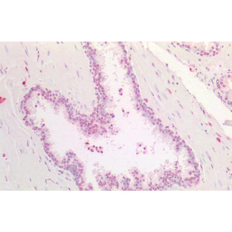 Immunohistochemistry - Anti-HOXA5 Antibody (A85147) - Antibodies.com