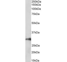 Western Blot - Anti-HOXA5 Antibody (A85147) - Antibodies.com