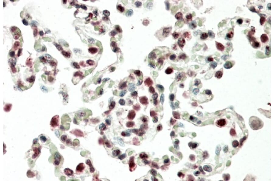 Immunohistochemistry - Anti-HOXB6 Antibody (A85148) - Antibodies.com