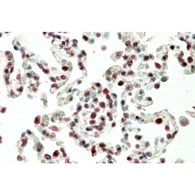 Immunohistochemistry - Anti-HOXB6 Antibody (A85148) - Antibodies.com