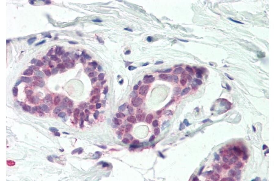 Immunohistochemistry - Anti-HOXC10 Antibody (A85151) - Antibodies.com