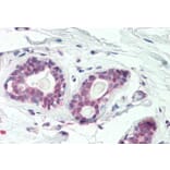 Immunohistochemistry - Anti-HOXC10 Antibody (A85151) - Antibodies.com