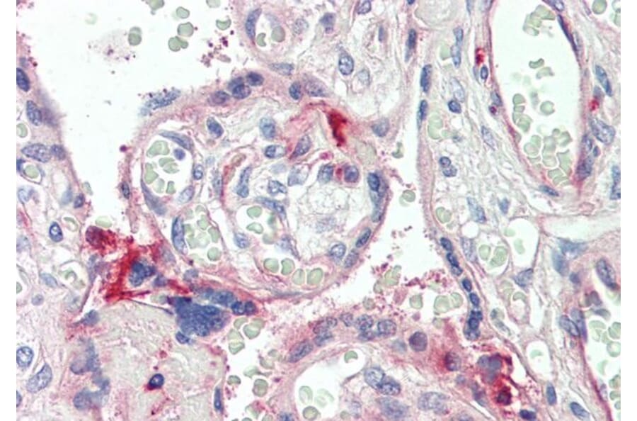 Immunohistochemistry - Anti-C7 Antibody (A85152) - Antibodies.com