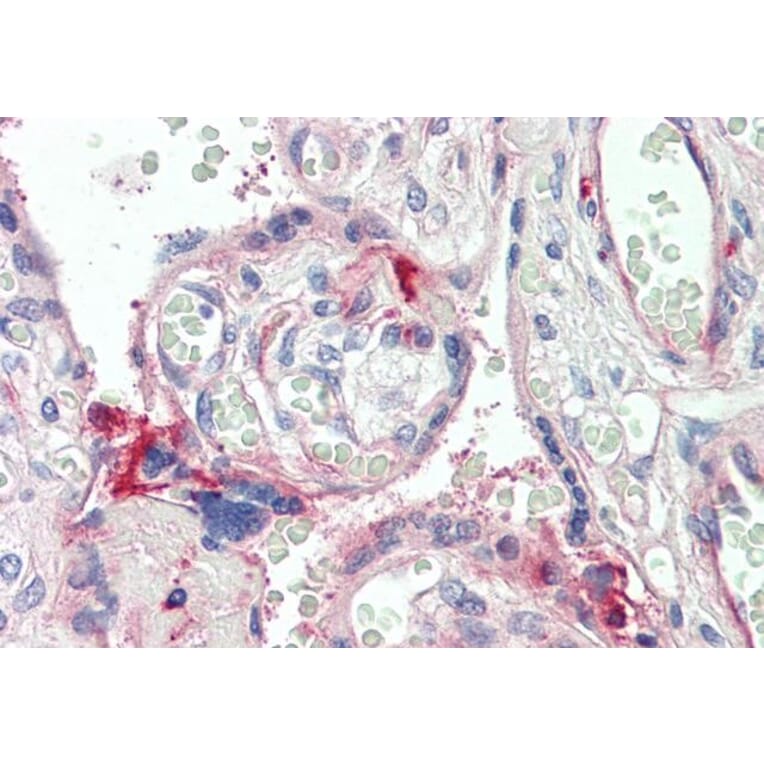 Immunohistochemistry - Anti-C7 Antibody (A85152) - Antibodies.com