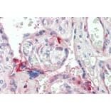 Immunohistochemistry - Anti-C7 Antibody (A85152) - Antibodies.com
