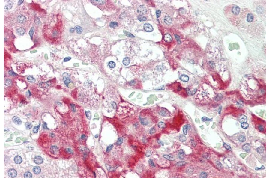 Immunohistochemistry - Anti-C7 Antibody (A85152) - Antibodies.com