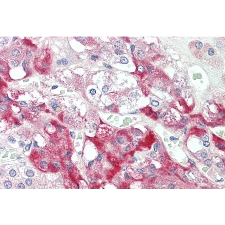 Immunohistochemistry - Anti-C7 Antibody (A85152) - Antibodies.com