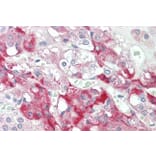 Immunohistochemistry - Anti-C7 Antibody (A85152) - Antibodies.com