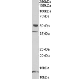 Western Blot - Anti-NPTX1 Antibody (A85153) - Antibodies.com