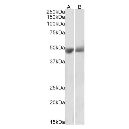 Western Blot - Anti-PEDF Antibody (A85154) - Antibodies.com