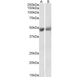 Western Blot - Anti-PEDF Antibody (A85154) - Antibodies.com