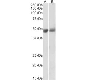 Western Blot - Anti-SERPINF1 Antibody (A85154) - Antibodies.com